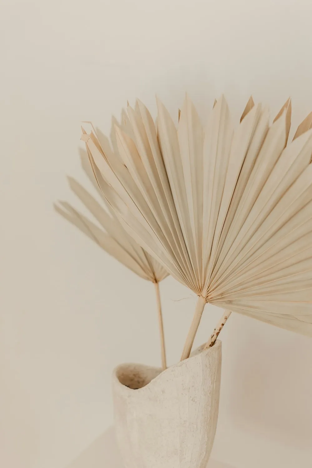 Feuilles de palmier séchées dans un vase blanc